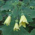 Kirengeshoma palmata fleur